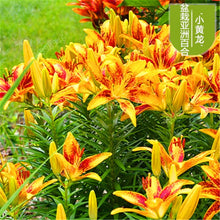Load image into Gallery viewer, 102pcs Lily Bulbs ,Lilium Bulbs, Flower Bulbs Perennials,Lelies Exotic Indoor Plants Flower Bulbs Garden Bulbos De Flores