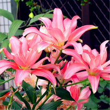 Load image into Gallery viewer, 102pcs Lily Bulbs ,Lilium Bulbs, Flower Bulbs Perennials,Lelies Exotic Indoor Plants Flower Bulbs Garden Bulbos De Flores