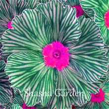 Load image into Gallery viewer, Promotion!!! 200 pcs Evening Primrose Blue Evening Primrose, Exotic Heirloom fragrant flower DIY Home Garden flower hardy plant
