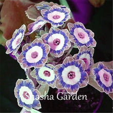 Load image into Gallery viewer, Promotion!!! 200 pcs Evening Primrose Blue Evening Primrose, Exotic Heirloom fragrant flower DIY Home Garden flower hardy plant

