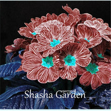 Load image into Gallery viewer, Promotion!!! 200 pcs Evening Primrose Blue Evening Primrose, Exotic Heirloom fragrant flower DIY Home Garden flower hardy plant
