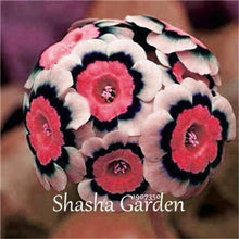 Load image into Gallery viewer, Promotion!!! 200 pcs Evening Primrose Blue Evening Primrose, Exotic Heirloom fragrant flower DIY Home Garden flower hardy plant
