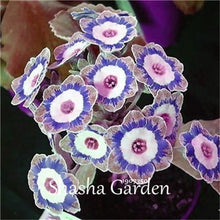 Load image into Gallery viewer, Promotion!!! 200 pcs Evening Primrose Blue Evening Primrose, Exotic Heirloom fragrant flower DIY Home Garden flower hardy plant
