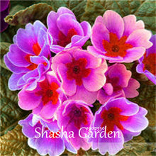 Load image into Gallery viewer, Promotion!!! 200 pcs Evening Primrose Blue Evening Primrose, Exotic Heirloom fragrant flower DIY Home Garden flower hardy plant
