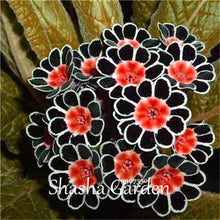 Load image into Gallery viewer, Promotion!!! 200 pcs Evening Primrose Blue Evening Primrose, Exotic Heirloom fragrant flower DIY Home Garden flower hardy plant
