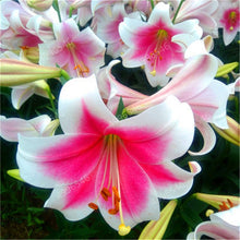 Load image into Gallery viewer, 102pcs Lily Bulbs ,Lilium Bulbs, Flower Bulbs Perennials,Lelies Exotic Indoor Plants Flower Bulbs Garden Bulbos De Flores
