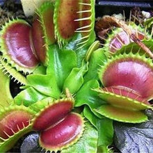 Load image into Gallery viewer, Nepenthes Carnivorous  Dionaea  Clip Venus Flytrap Artificial Fake Plant  100 Pcs
