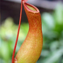 Load image into Gallery viewer, Nepenthes Carnivorous  Dionaea  Clip Venus Flytrap Artificial Fake Plant  100 Pcs

