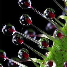 Load image into Gallery viewer, Nepenthes Carnivorous  Dionaea  Clip Venus Flytrap Artificial Fake Plant  100 Pcs
