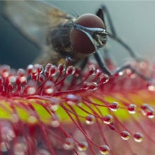 Load image into Gallery viewer, Nepenthes Carnivorous  Dionaea  Clip Venus Flytrap Artificial Fake Plant  100 Pcs
