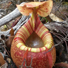 Load image into Gallery viewer, Nepenthes Carnivorous  Dionaea  Clip Venus Flytrap Artificial Fake Plant  100 Pcs
