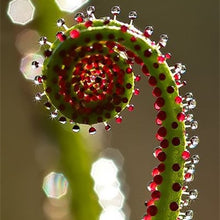 Load image into Gallery viewer, Nepenthes Carnivorous  Dionaea  Clip Venus Flytrap Artificial Fake Plant  100 Pcs
