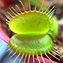 Load image into Gallery viewer, Nepenthes Carnivorous  Dionaea  Clip Venus Flytrap Artificial Fake Plant  100 Pcs
