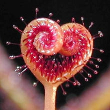 Load image into Gallery viewer, Nepenthes Carnivorous  Dionaea  Clip Venus Flytrap Artificial Fake Plant  100 Pcs
