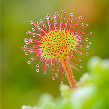 Load image into Gallery viewer, Nepenthes Carnivorous  Dionaea  Clip Venus Flytrap Artificial Fake Plant  100 Pcs
