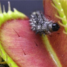 Load image into Gallery viewer, Nepenthes Carnivorous  Dionaea  Clip Venus Flytrap Artificial Fake Plant  100 Pcs
