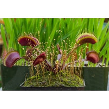 Load image into Gallery viewer, Nepenthes Carnivorous  Dionaea  Clip Venus Flytrap Artificial Fake Plant  100 Pcs
